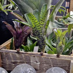 Lot de 3 neoregelias (iris-tigrina hybrid-ileana)