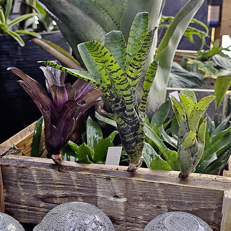 Lot de 3 neoregelias (iris,tigrina hybrid,ileana)