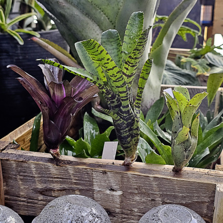 Lot de 3 neoregelias (iris,tigrina hybrid,ileana)