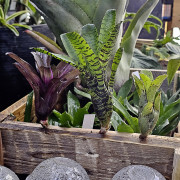 Lot de 3 neoregelias (iris-tigrina hybrid-ileana)