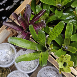 Lot de 3 neoregelias (iris,tigrina hybrid,ileana)