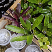 Lot de 3 neoregelias (iris-tigrina hybrid-ileana)