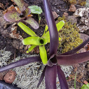 Lot de 3 neoregelias (agnès-ajax-damalis)