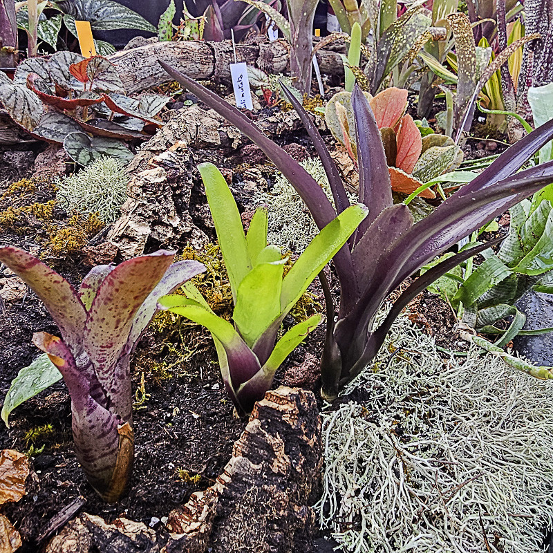 Lot de 3 neoregelias (agnès-ajax-damalis)