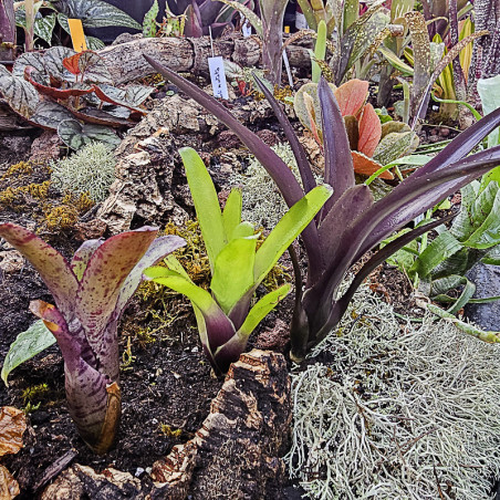 Lot de 3 neoregelias (agnès-ajax-damalis)