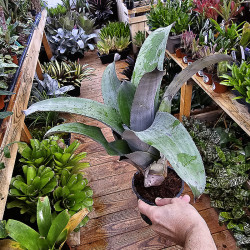 Aechmea tessmanii C-1