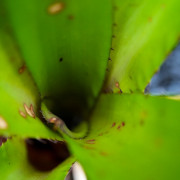 Aechmea Onyx Red – Broméliacée d’intérieur rare | Entretien facile & couleur intense