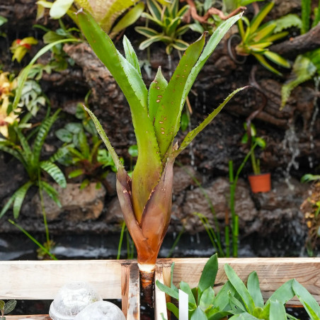Aechmea onyx red