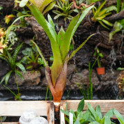 Aechmea onyx red