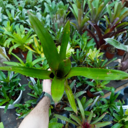 Aechmea Onyx Red – Broméliacée d’intérieur rare | Entretien facile & couleur intense