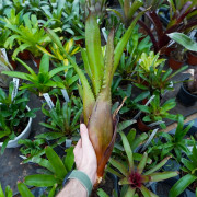 Aechmea Onyx Red – Broméliacée d’intérieur rare | Entretien facile & couleur intense