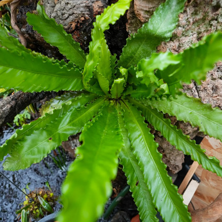 Aspenium osaka fougère XL