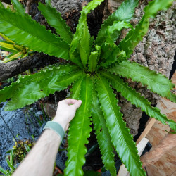 Asplenium Osaka fougère XL plante d’intérieur tropicale entretien et substrat | JungleBox