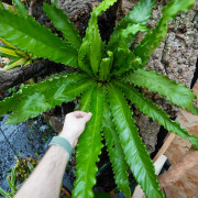 Asplenium Osaka fougère XL plante d’intérieur tropicale entretien et substrat | JungleBox