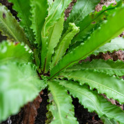 Asplenium Osaka fougère XL plante d’intérieur tropicale entretien et substrat | JungleBox