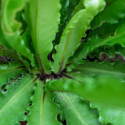 Asplenium Osaka fougère XL plante d’intérieur tropicale entretien et substrat | JungleBox