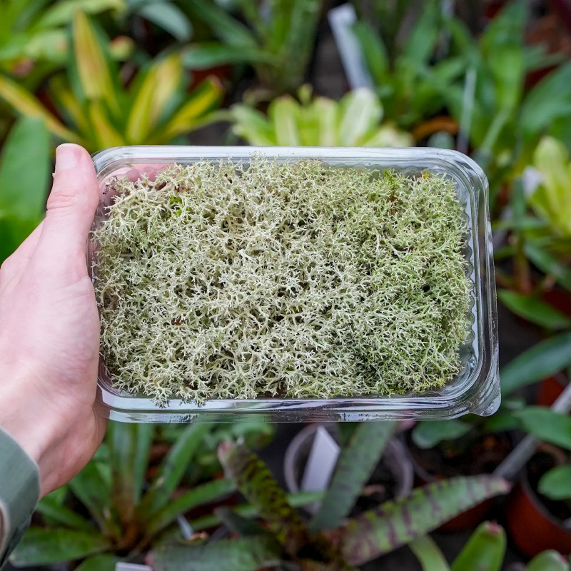 Cladonia portentosa – Natural Grey Reindeer Moss for Terrariums