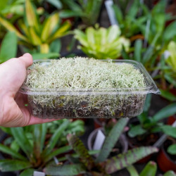 Cladonia portentosa – Natural Grey Reindeer Moss for Terrariums