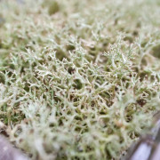 Cladonia Rangiferina – Mousse de Cerf Cendré Naturelle pour Terrarium | JungleBox