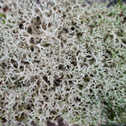 Cladonia Rangiferina – Mousse de Cerf Cendré Naturelle pour Terrarium | JungleBox