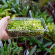 Natural Reindeer Lichen – Cladonia rangiferina – Decoration & Terrariu