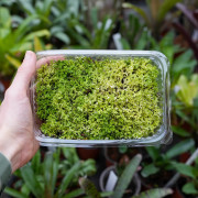 Lichen des rennes naturel – Cladonia rangiferina – Décoration & terrarium