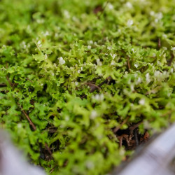 Natural Reindeer Lichen – Cladonia rangiferina – Decoration & Terrariu