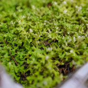 Sublimez vos terrariums et créations avec le lichen des rennes