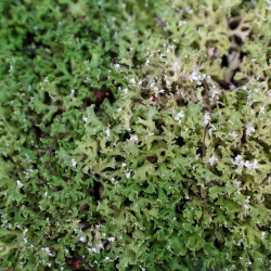 Sublimez vos terrariums et créations avec le lichen des rennes