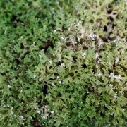 Sublimez vos terrariums et créations avec le lichen des rennes