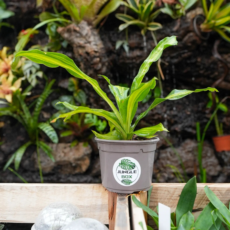 Dracaena fragrans massangeana