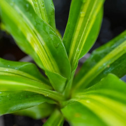 Dracaena fragrans massangeana