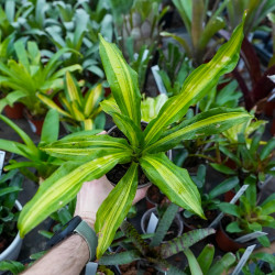 Dracaena fragrans massangeana