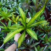 Dracaena fragrans massangeana