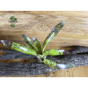Broméliacée pour terrarium planté