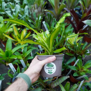 Dracaena fragrans massangeana