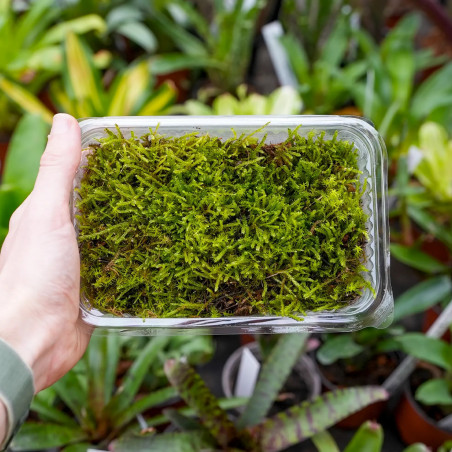 Moss Hypnum cupressiforme