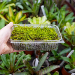 Moss Hypnum cupressiforme