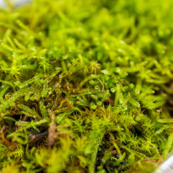 Moss Hypnum cupressiforme