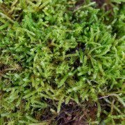 Moss Hypnum cupressiforme