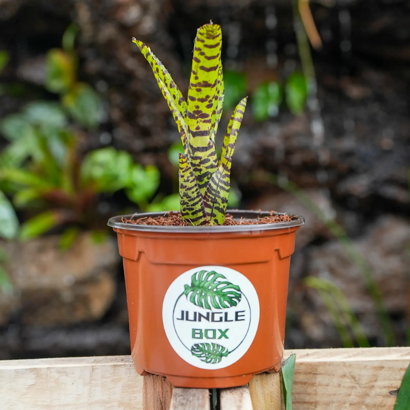 Neoregeila Eteria tigrée