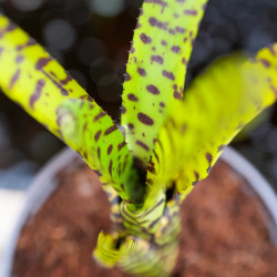 Neoregelia Eteria striped | Bromeliad | JungleBox
