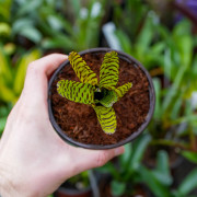 Neoregelia — appellation Eteria tigrée | Broméliacée | JungleBox