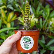 Neoregelia — appellation Eteria tigrée | Broméliacée | JungleBox