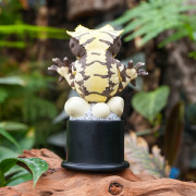 Figurine gecko à crète