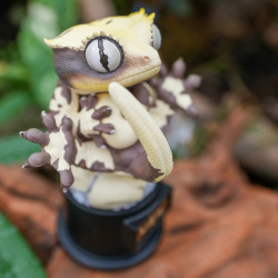 Figurine crested gecko