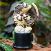 Figurine crested gecko