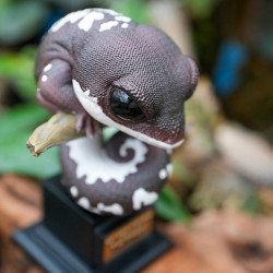 Figurine gecko aeluroscalabotes felinus
