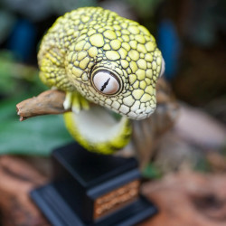 Figurine gecko tarentola mauritanica