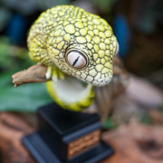 Figurine gecko tarentola mauritanica